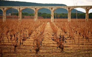 Viñedos en otoño en el acueducto al fondo