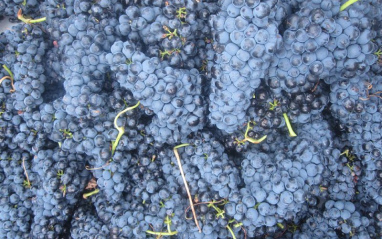 Uvas recién vendimiadas