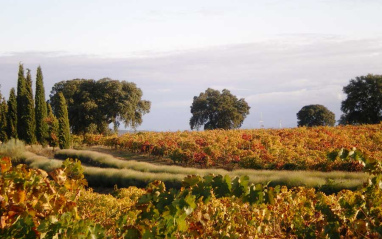 Vista del viñedo