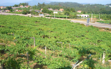 Vista de los viñedos