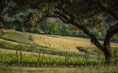 Viñas entre encinas