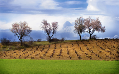 Panorámica de viñedos de Neo