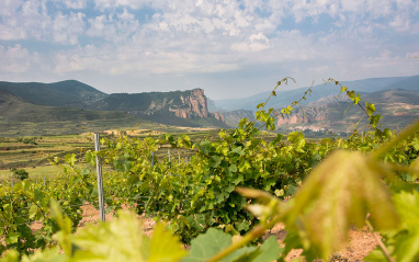 Panorámica de viñedo