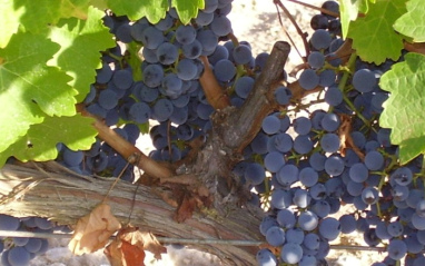 Uvas