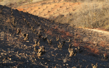 Viñas viejas