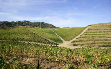 Vista de viñedos al otro lado del Duero