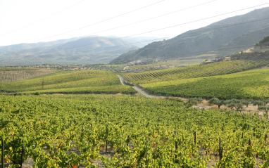 Vista de Viñedos