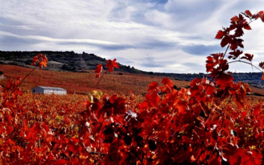 Vista de los viñedos en otoño