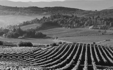 Viñedos en Hérault