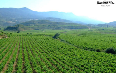 Viñedo en primavera