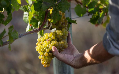 Racimo de uvas blancas