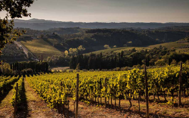 Viñas del Tignanello