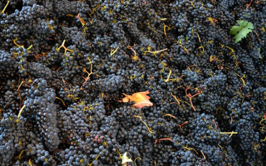Recepción de la uva en bodega