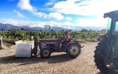 Vendimia y recogida de la Chardonnay