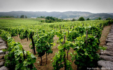 Viñedos en Ribeiro pertenecientes a Viña Meín