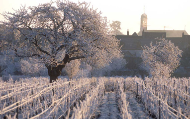 Viñedo en invierno