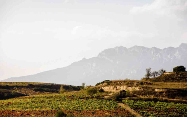 Viñedo de Obalo con la Sierra Cantabria al fondo