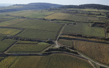 Panorámica de viñedos con microparcelación