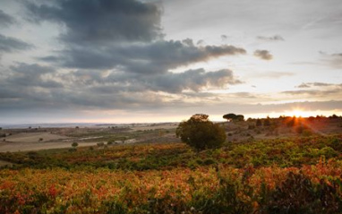 Viñedo de Viña Mayor