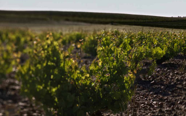 Viñedo en el momento de la floración y el cuajado