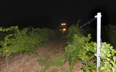 Imagen nocturna del viñedo