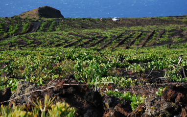 Viñedo con el mar al fondo