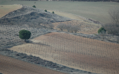 Panorámica invernal de viñedo