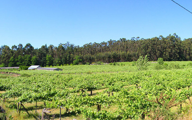 Panorámica de viñedos