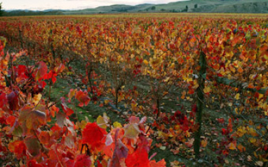 Otoño en el viñedo