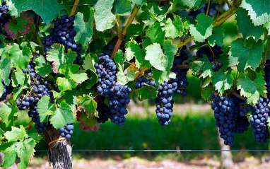 Maduración de la uva en Château de Landiras