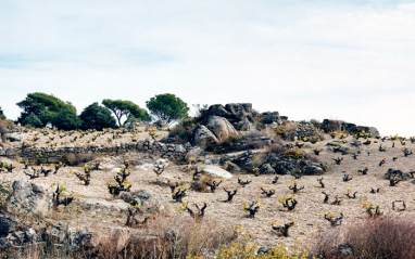 Compañía de Vinos Telmo Rodriguez