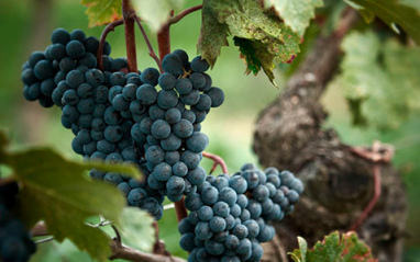 Racimo de uvas