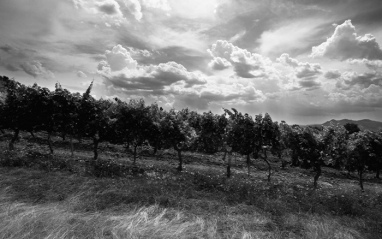 Viñedos en los alrededores de la bodega