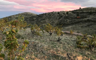 Vista del viñedo de Mas de Mancuso al atardecer