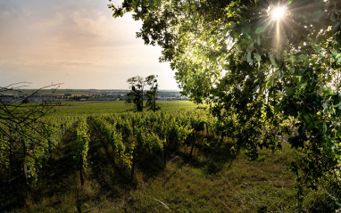 Clos Rougeard