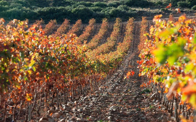 Finca Montalvillo