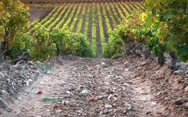 Finca Montalvillo