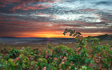 Finca Montalvillo