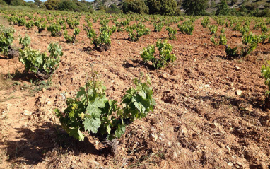 Cepas viejas de Galia