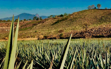Cincoro Tequila