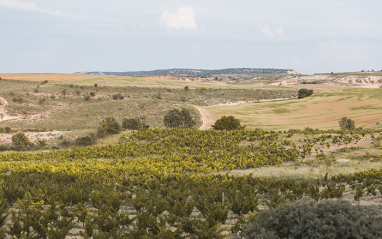 Paisaje de viñedos en San Esteban de Gormaz