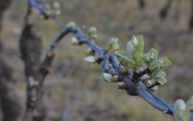 Viñedos Domaine de la Potardière 