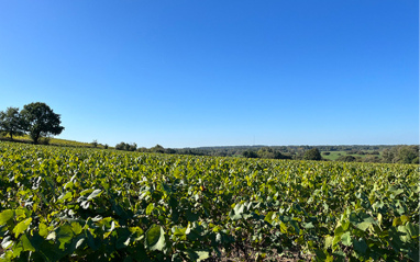 Viñedos Domaine de la Potardière