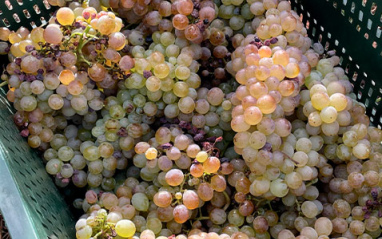 Uvas recién vendimiadas