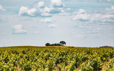 Valtravieso Bodegas y Viñedos