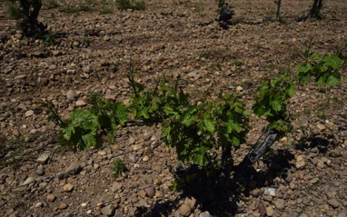 Viñedo Rueda