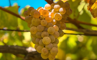 Detalle de un racimo de uva blanca albariño